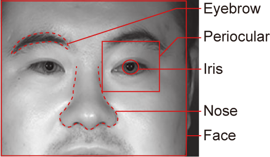 Biometric traits extracted from a single face image